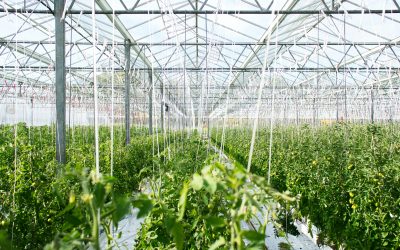 Energy-saving greenhouses